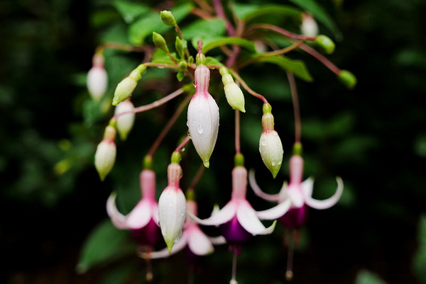 bhubing palace, winter palace, attractions in chiang mai