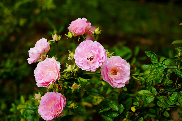 bhubing palace, winter palace, attractions in chiang mai