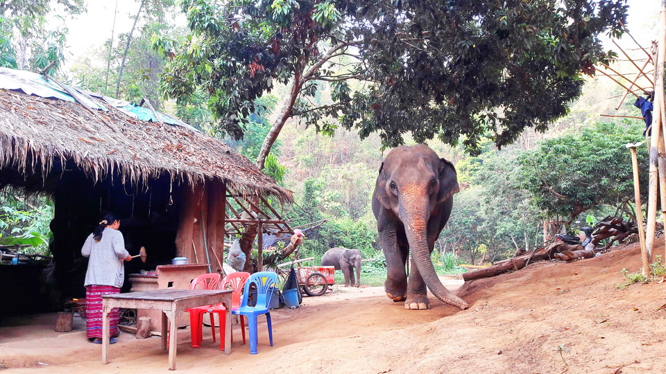 elephant volunteer, chiang mai activities, thing to do in chiang mai