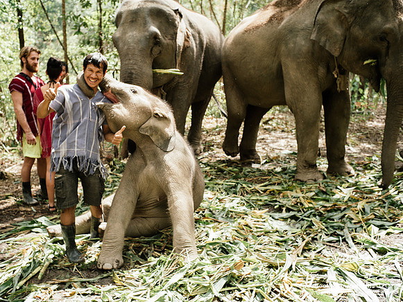 elephant volunteer, chiang mai activities, thing to do in chiang mai