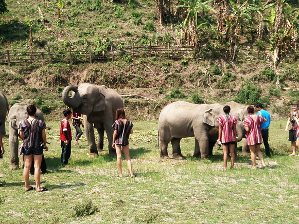 elephant volunteer, chiang mai activities, thing to do in chiang mai