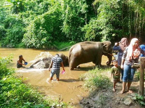 elephant volunteer, chiang mai activities, thing to do in chiang mai