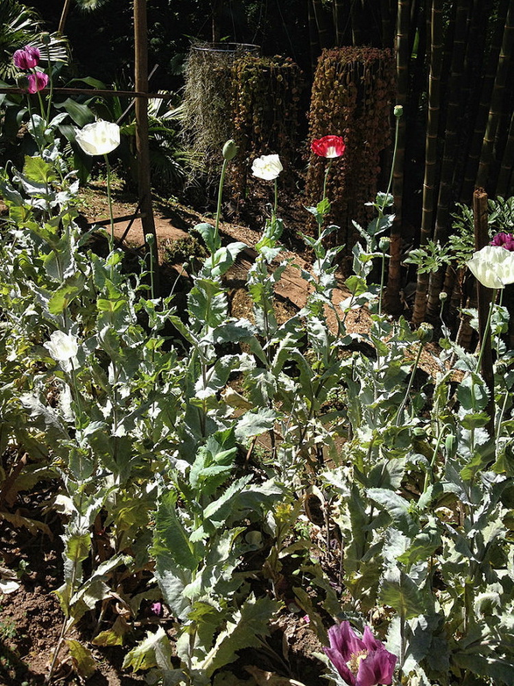 hmong tribal village, doi pui hmong village, hmong village, doi pui hmong tribal village