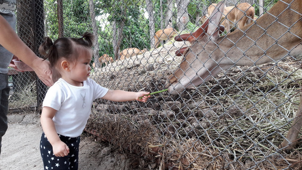 chiang mai zoo, chiangmai zoo, attractions in chiang mai