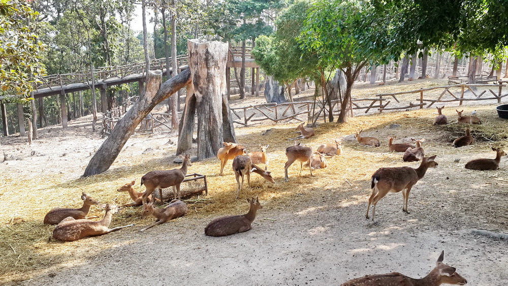 chiang mai zoo, chiangmai zoo, attractions in chiang mai