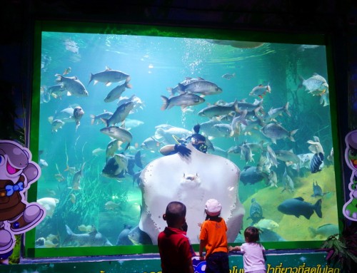 Chiang Mai Zoo
