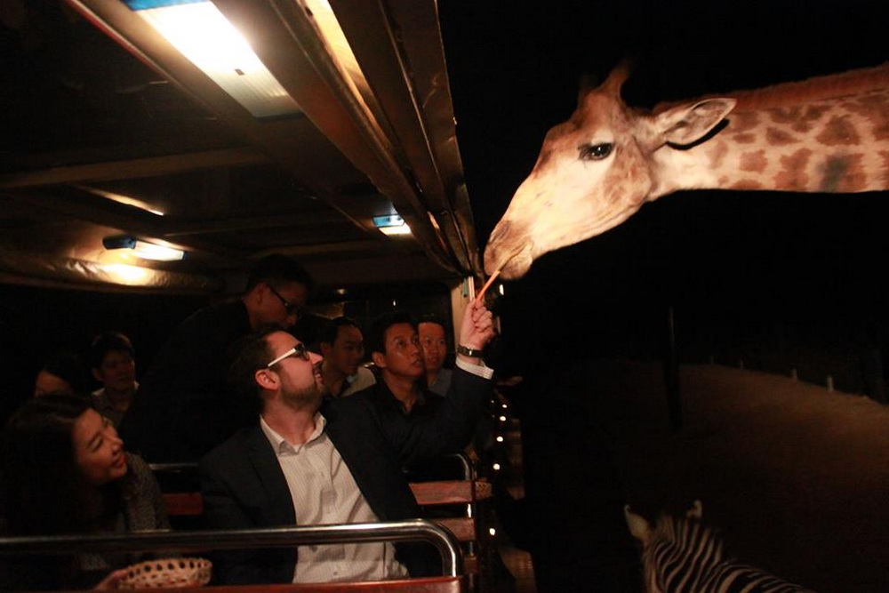 chiang mai night safari, things to do in chiang mai at night, what to do in chiang mai at night, nightlife in chiang mai, best night tours in chiang mai, top things to do in chiang mai at night, must-See night attractions in chiang mai, chiang mai nightlife highlights