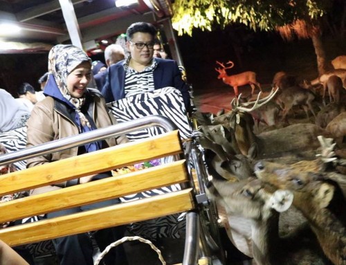 Chiangmai Night Safari