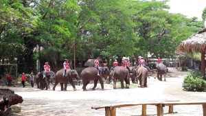 mae tang elephant kingdom, mae tang elephant camp, mae tang elephant, mae taeng elephant kingdom, mae taeng elephant camp, mae taeng elephant