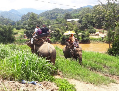 Join in group03 : Elephant Safari Tour