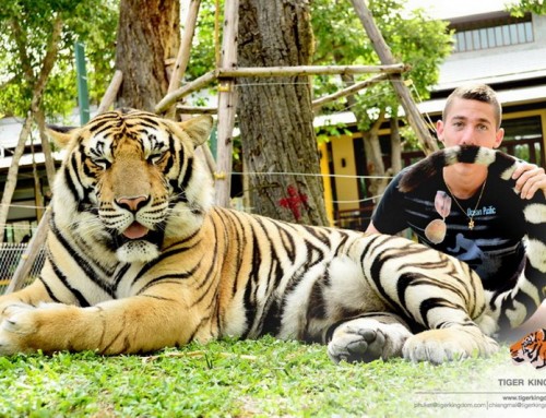 Tiger Kingdom Chiang Mai