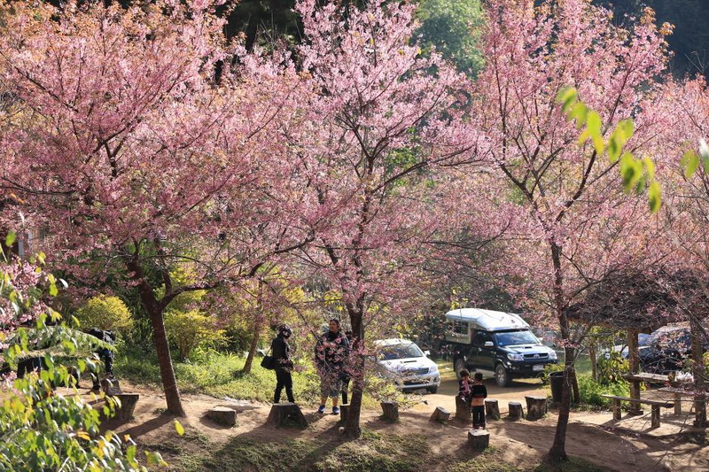 khun chang kian, khun chang kian cherry blossom, cherry blossom of Thailand, cherry blossom in chiang mai