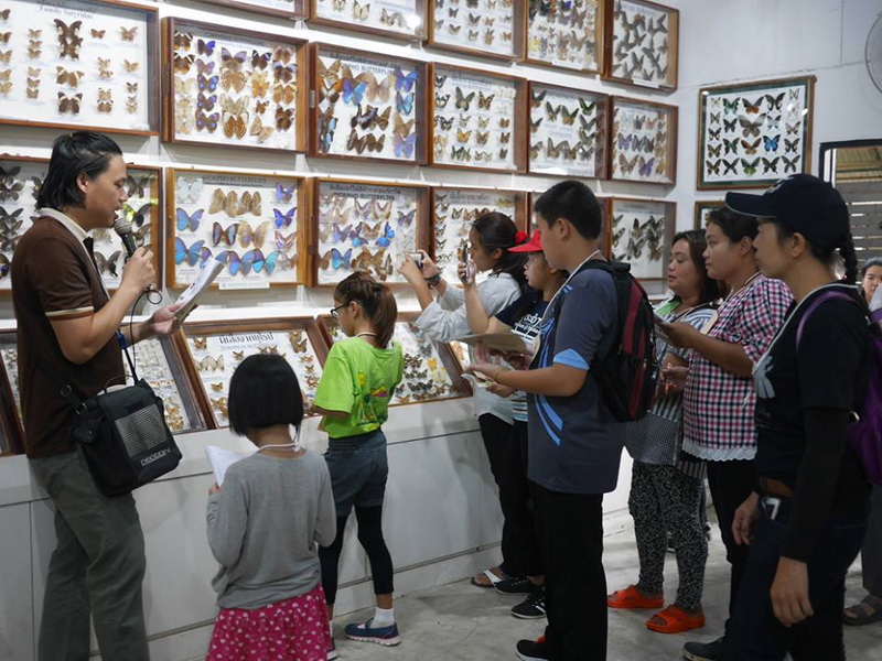 siam insect zoo, siam insect zoo chiang mai, insect zoo chiang mai