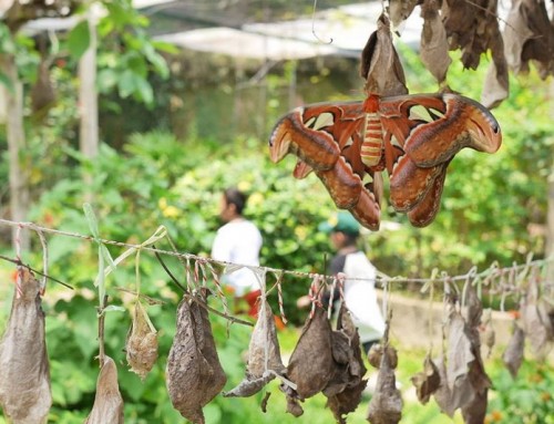 Siam Insect Zoo