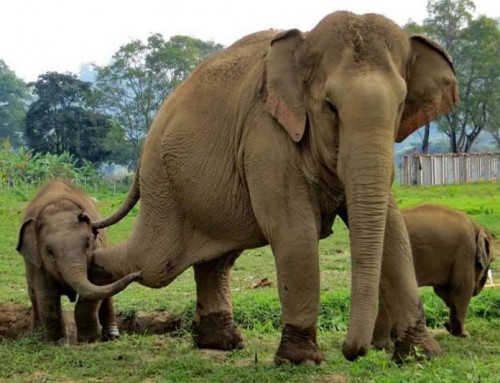 Elephant Nature Park