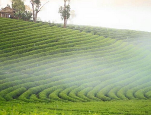 Chiang Rai Join in group01 : Budget Tour Chiang Rai