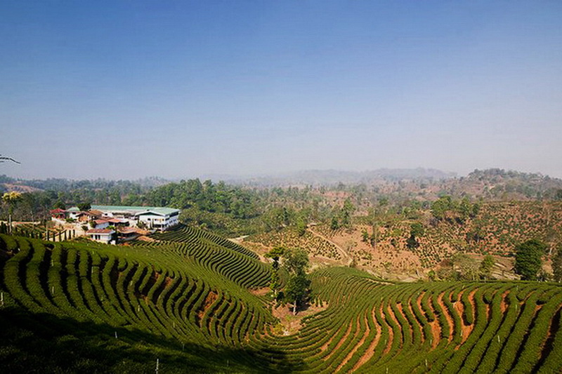 choui fong tea plantation, choui fong, choui fong tea