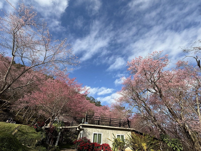 phu chi fa, phu chi fa forest park, phu chi fa national park, phu chi fah, phu chi fah forest park, phu chi fah national park phu chi fa, phu chi fa forest park, phu chi fa national park, phu chi fah, phu chi fah forest park, phu chi fah national park