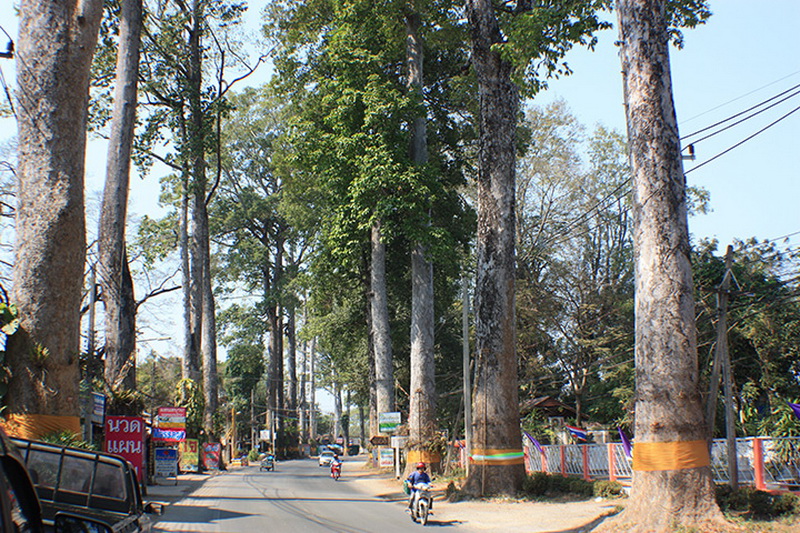 attrations im lamphun, old rubber tree road, rubber tree road, old road chiang mai to lamphun, old road chiang mai lamphun, rubber road chiang mai lamphun, old rubber road, Highway No.106, Highway No.106 chiang mai lamphun