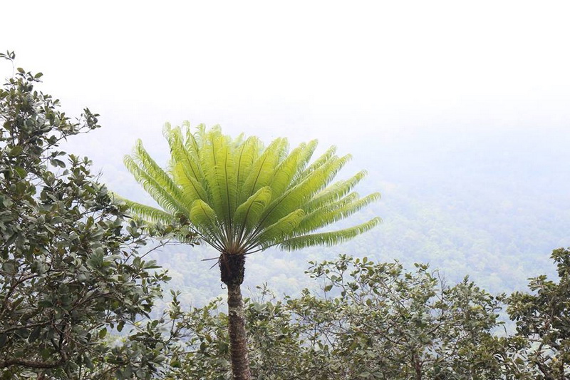 doi chong national park, doi chong forest park, doichong national park, doichong forest park, doi chong national park lampang, doi chong forest park lampang, doichong national park lampang, doichong forest park lampang, pampang national parks, national parks in lampang