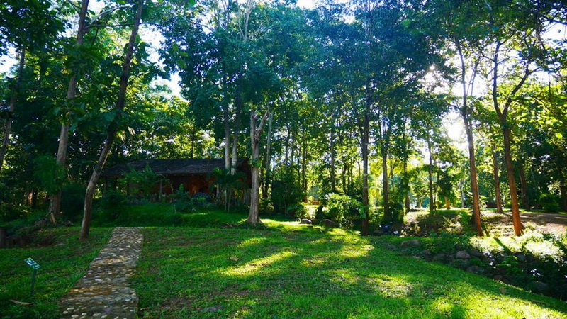 doi chong national park, doi chong forest park, doichong national park, doichong forest park, doi chong national park lampang, doi chong forest park lampang, doichong national park lampang, doichong forest park lampang, pampang national parks, national parks in lampang