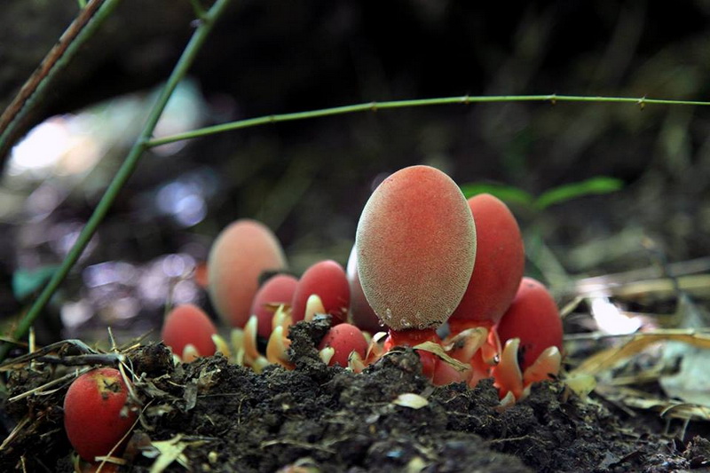 mae wa national park, mae wa forest park, maewa national park, maewa forest park, mae wa national park lampang, mae wa forest park lampang, maewa national park lampang, maewa forest park lampang, national parks in lampang