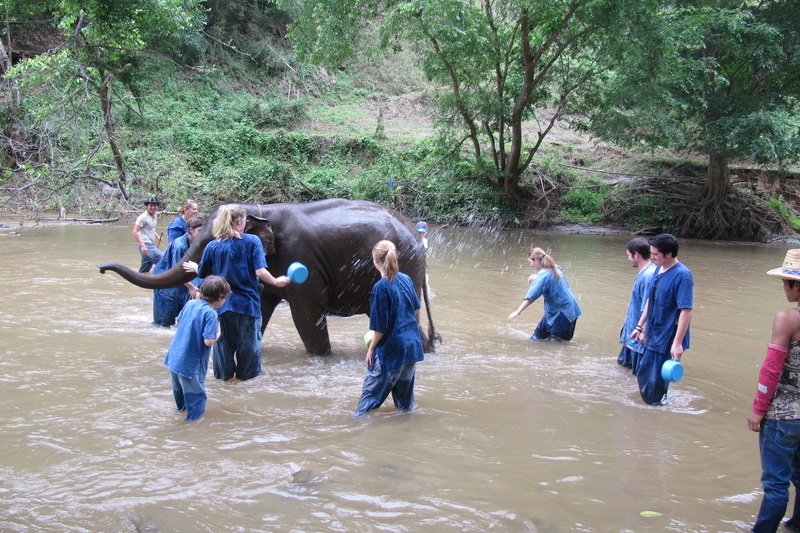 chiang mai elephant care, chiang mai elephant volunteer, chiang mai elephant tour