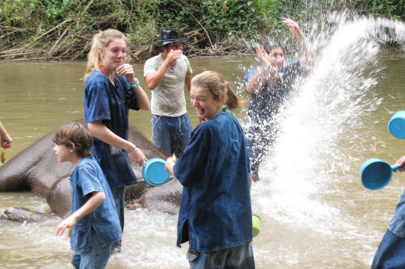 chiang mai elephant care, chiang mai elephant volunteer, chiang mai elephant tour