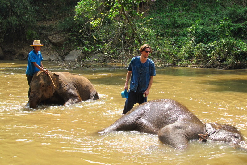 chiang mai elephant care, chiang mai elephant volunteer, chiang mai elephant tour