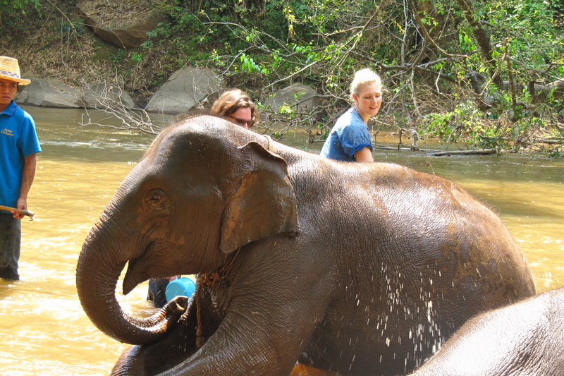 chiang mai elephant care, chiang mai elephant volunteer, chiang mai elephant tour