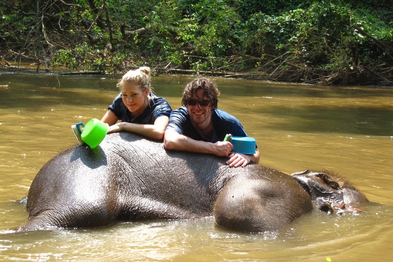 chiang mai elephant care, chiang mai elephant volunteer, chiang mai elephant tour