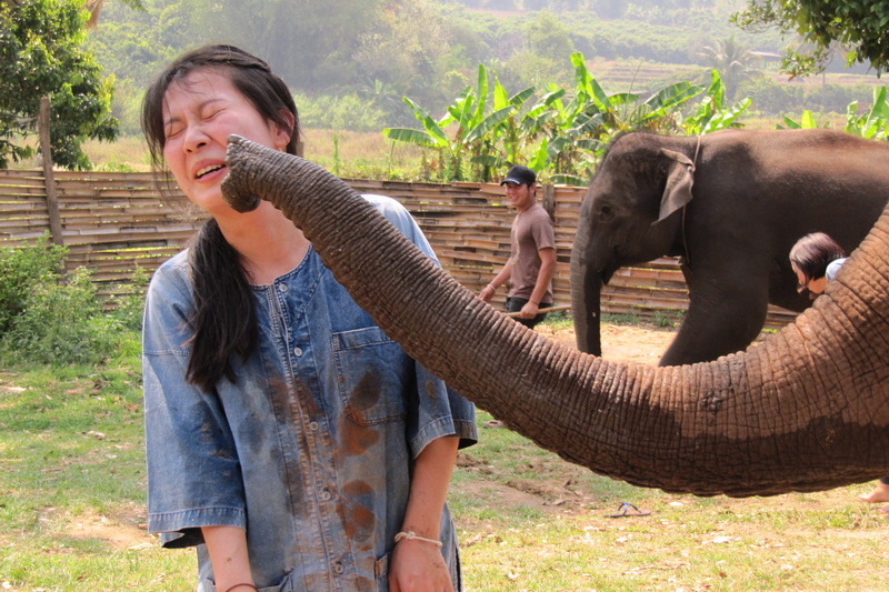 chiang mai elephant care, chiang mai elephant volunteer, chiang mai elephant tour