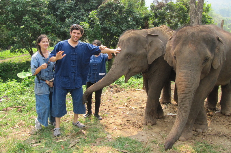 chiang mai elephant care, chiang mai elephant volunteer, chiang mai elephant tour