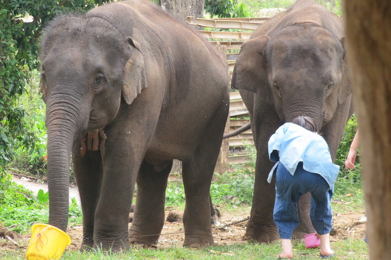 chiang mai elephant care, chiang mai elephant volunteer, chiang mai elephant tour