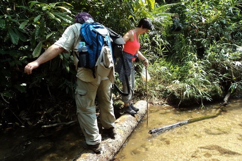 hiking doi inthanon, hiking doi inthanon national park, treking doi inthanon, trekking doi inthanon national park, doi inthanon trek only walk