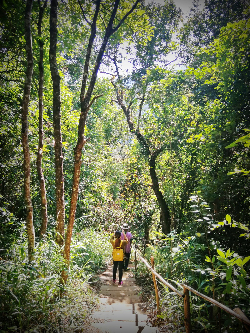 hiking pha dok siew nature trail, pha dok siew nature trail, trekking baan mae klang luang, baan mae klang luang, trekking pha dok siew, hiking pha dok siew hiking pha dok siew nature trail, pha dok siew nature trail, trekking baan mae klang luang, baan mae klang luang, trekking pha dok siew, hiking pha dok siew