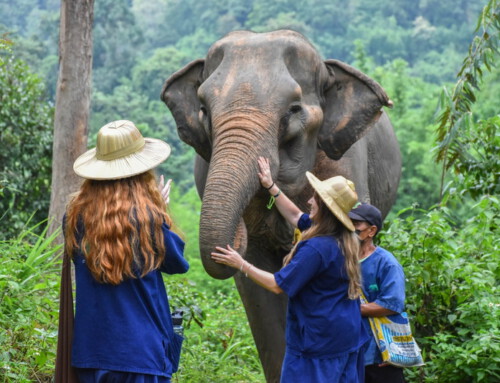 The Chang Chiang Mai