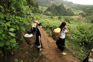 ban jabo, ban jabo village, jabo village, ban jabo mae hong son, ban ja bo, ban jabo pang mapha, ban ja boe, ban jaboe