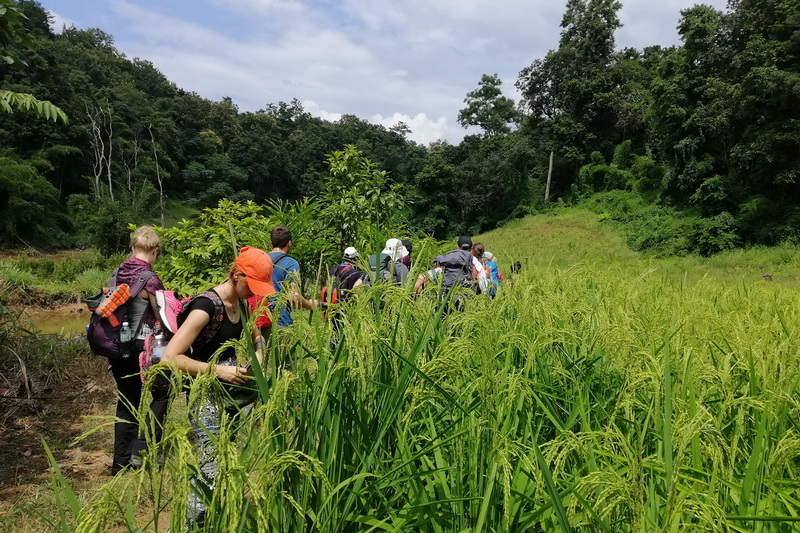 trekking at ban muang pam, ban muang pam day hike, ban muang pam trekking, ban muang pam adventure trek, hiking at ban muang pam, ban muang pam day trek, ban muang pam hike, ban muang pam trek