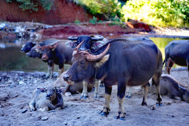 trekking at ban muang pam, ban muang pam day hike, ban muang pam trekking, ban muang pam adventure trek, hiking at ban muang pam, ban muang pam day trek, ban muang pam hike, ban muang pam trek
