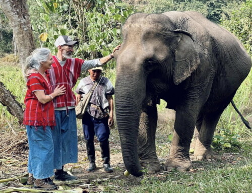 Chiang Rai Join in group04 : Elephant Sanctuary Chiang Rai: