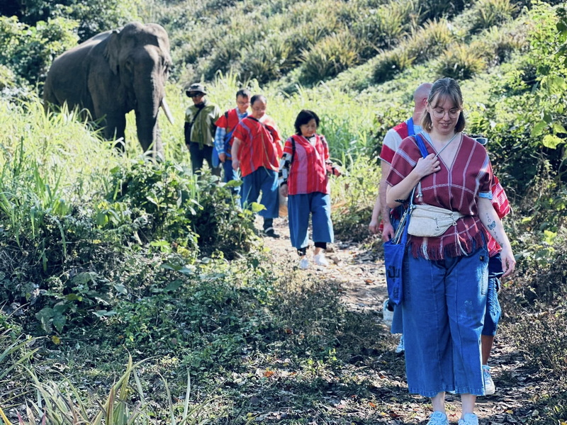 Elephant Family Chiang Rai, half day elephant chiang rai, elephant sanctuary chiang rai, karen ruammit elephant camp, chiang rai elephant bathing tour, elephant experience chiang rai, ethical elephant tour chiang rai, elephant feeding chiang rai, chiang rai elephant half day tour