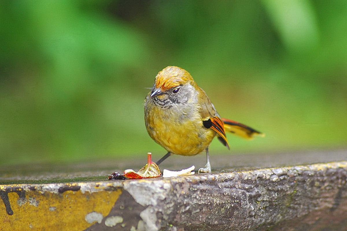 doi inthanon, inthanon national park, doi inthanon national park, inhanon