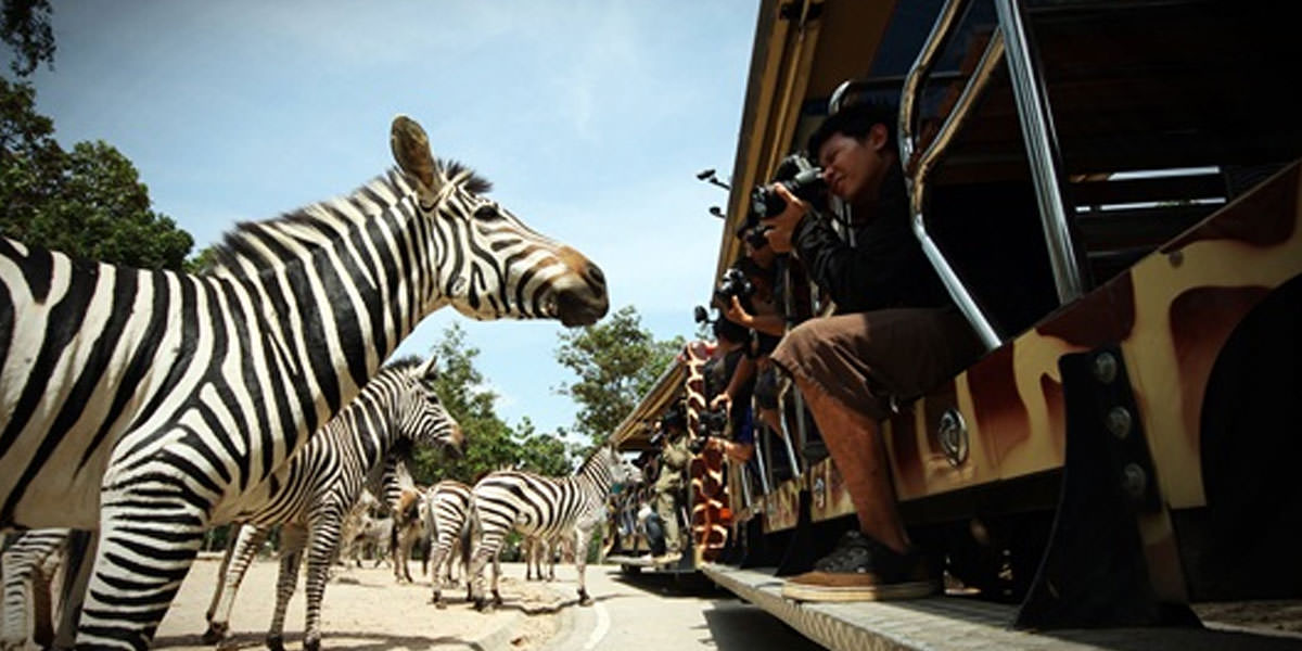 Chiangmai Night Safari ‘Feel the precious touch of nature after sunset’