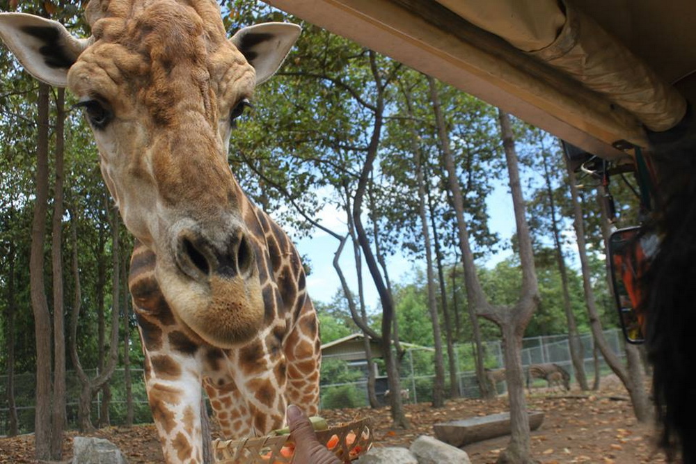attractions in chiang mai, chiang mai attractions, chiangmai night safari, chiang mai night safari, attractions in chiang mai