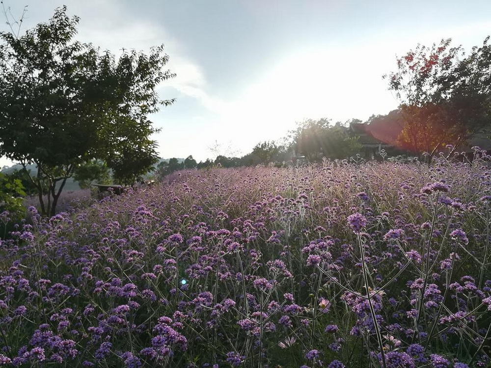 mon jam, monjam, mon jam chiang mai, monjam chiang mai