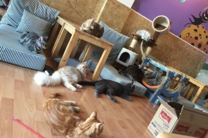 Catmosphere Cat Cafe