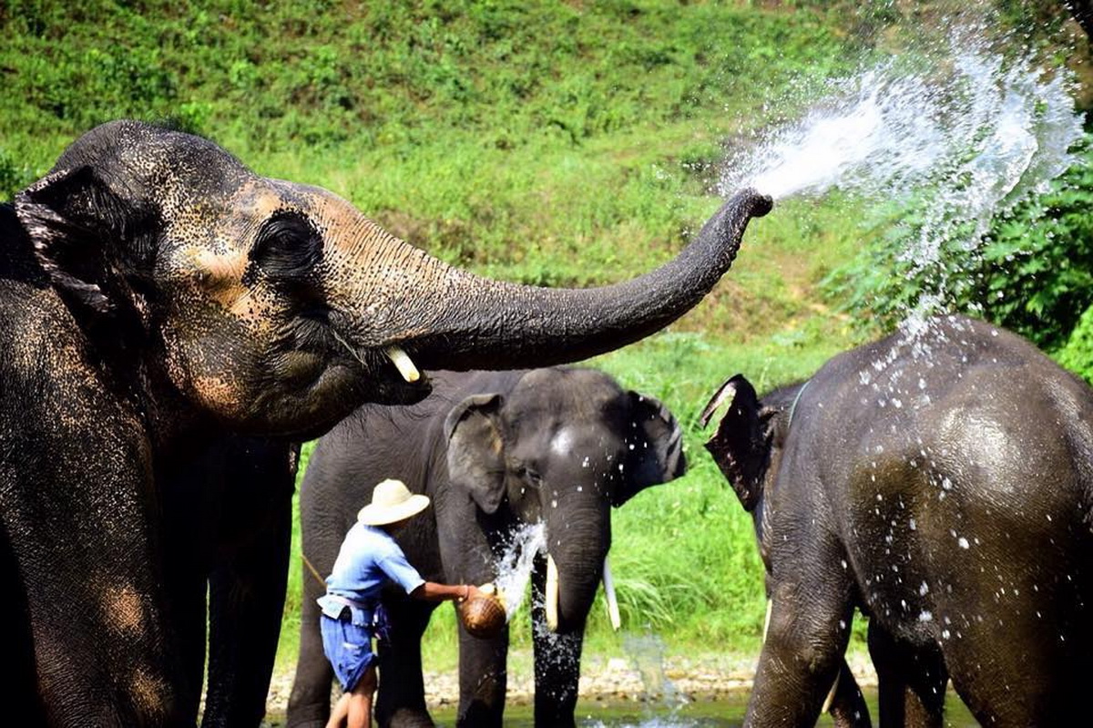 mae tang elephant kingdom, mae tang elephant camp, mae tang elephant, mae taeng elephant kingdom, mae taeng elephant camp, mae taeng elephant