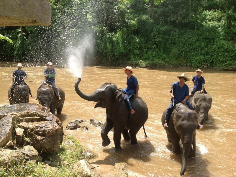 mae tang elephant kingdom, mae tang elephant camp, mae tang elephant, mae taeng elephant kingdom, mae taeng elephant camp, mae taeng elephant