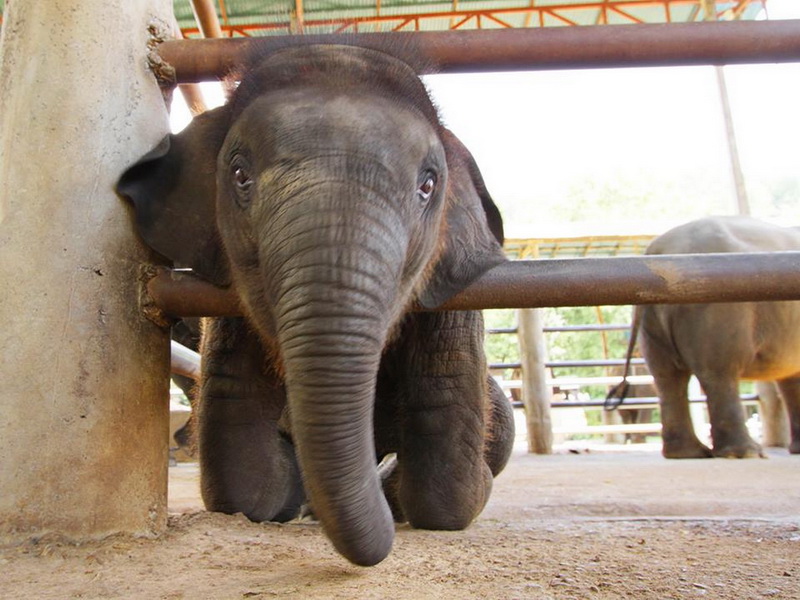 mae tang elephant kingdom, mae tang elephant camp, mae tang elephant, mae taeng elephant kingdom, mae taeng elephant camp, mae taeng elephant